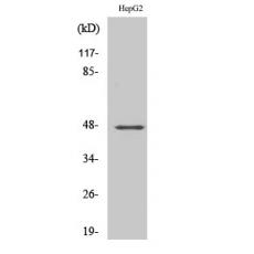 Anti-GPR137C antibody