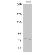 Anti-KALIG-1 antibody