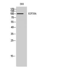 Anti-KIF20A antibody