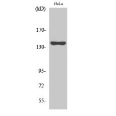 Anti-KIF4A antibody