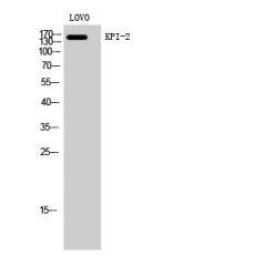 Anti-KPI-2 antibody