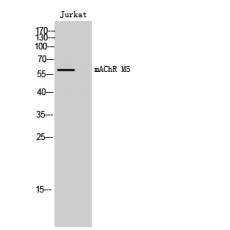 Anti-mAChR M5 antibody