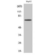 Anti-DDX51 antibody