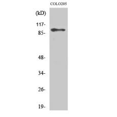 Anti-DDX54 antibody