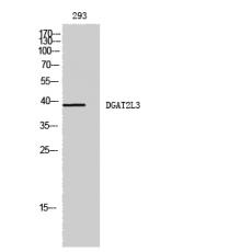 Anti-DGAT2L3 antibody