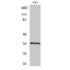 Anti-D-GPCR antibody