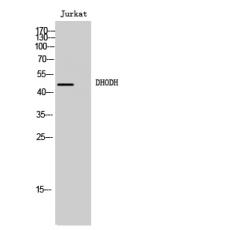 Anti-DHODH antibody