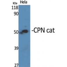 Anti-CPN cat antibody