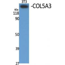 Anti-COL5A3 antibody