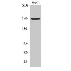 Anti-COL4A6 antibody