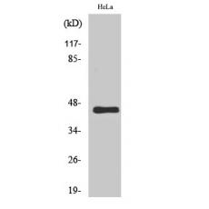 Anti-GPR38 antibody