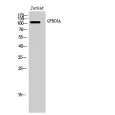 Anti-GPRC6A antibody