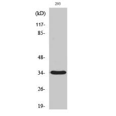 Anti-GRTP1 antibody
