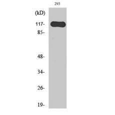 Anti-Hairless antibody