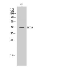 Anti-MCT13 antibody
