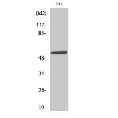Anti-E4BP4 antibody