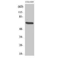 Anti-EGFL5 antibody