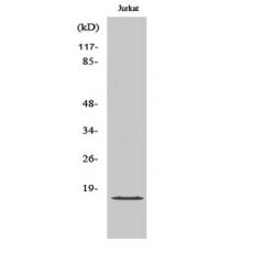 Anti-GADD 45γ antibody