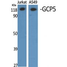Anti-GCP5 antibody