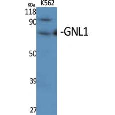 Anti-GNL1 antibody
