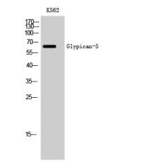 Anti-Glypican-5 antibody