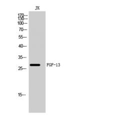 Anti-FGF-13 antibody