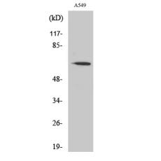 Anti-FAST antibody