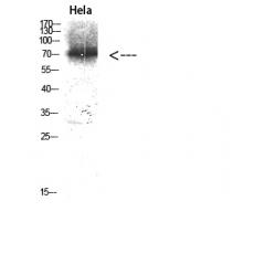 Anti-ERK 3 antibody