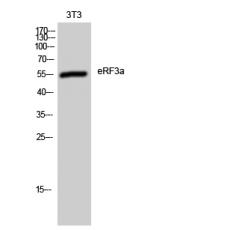 Anti-eRF3a antibody