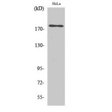 Anti-ErbB-3 antibody