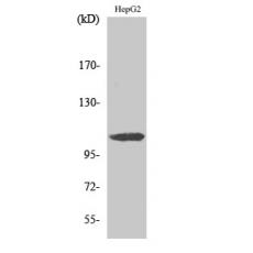Anti-ERAP1 antibody