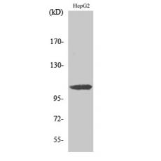 Anti-ERAP1 antibody