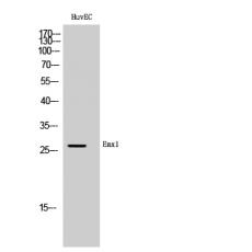 Anti-Emx1 antibody