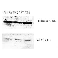 Anti-eIF3α antibody