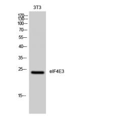 Anti-eIF4E3 antibody