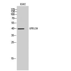 Anti-GPR139 antibody