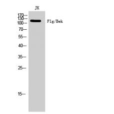 Anti-Flg/Bek antibody