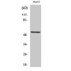 Anti-KV9.2 antibody