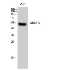 Anti-KIR2.3 antibody