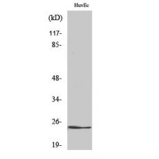 Anti-KDEL Receptor 2 antibody