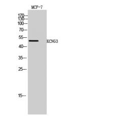 Anti-KCNG3 antibody
