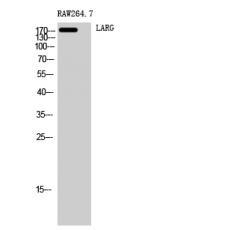 Anti-LARG antibody