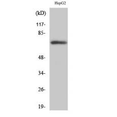 Anti-Fnk antibody