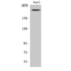 Anti-Neurofibromin antibody