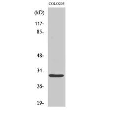 Anti-Neurexophilin-4 antibody