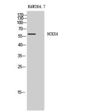 Anti-NCKX4 antibody
