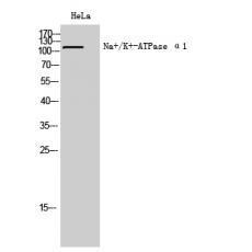 Anti-Na+/K+-ATPase α1 antibody