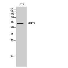 Anti-MKP-5 antibody