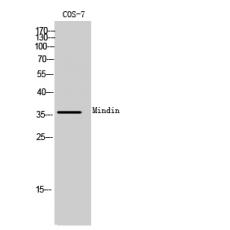 Anti-Mindin antibody