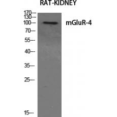 Anti-mGluR-4 antibody